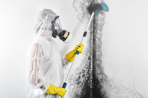 Best Mold Remediation for Healthcare Facilities  in Haslett, MI